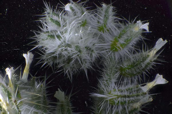 Amsinckia (fiddleneck) with 2x extreme macro